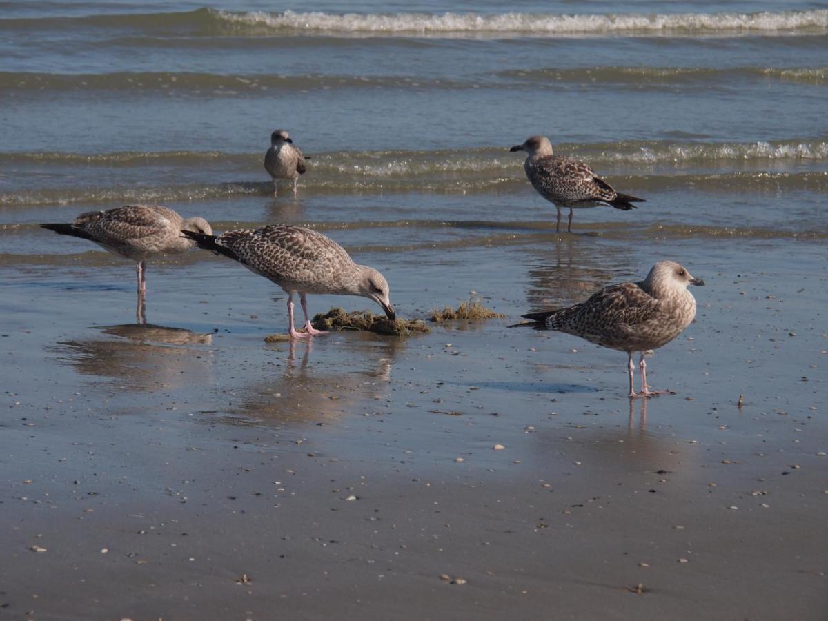 Entre Dunes Et Mer Bray-Dunes Kültér fotó